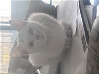 求爱猫人士领养