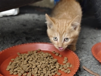 猫咪免费求领养！！！