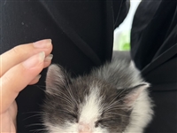 奶牛猫找领养